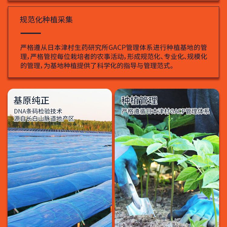 鲜参蜜片详情42克_07.jpg