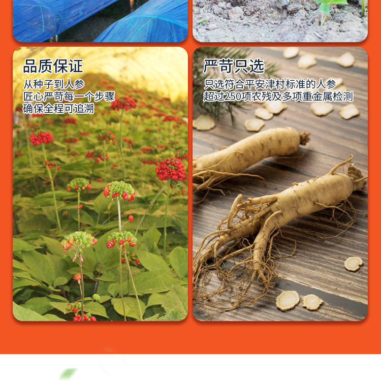 鲜参蜜片详情42克_08.jpg