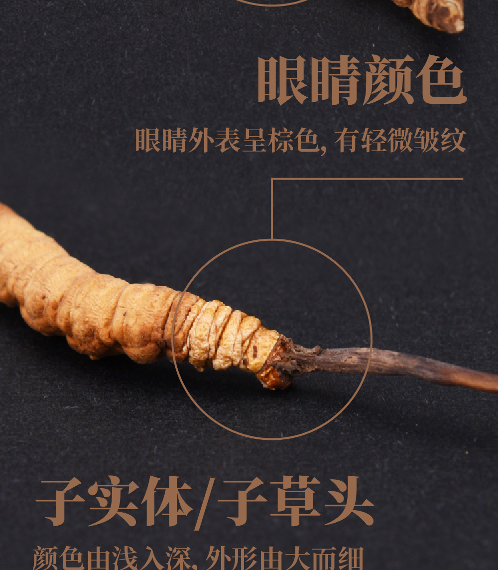 冬虫夏草详情页_画板-1_05.jpg
