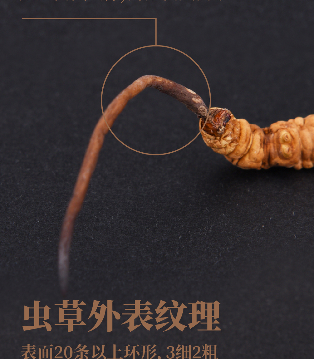 冬虫夏草详情页_画板-1_06.jpg