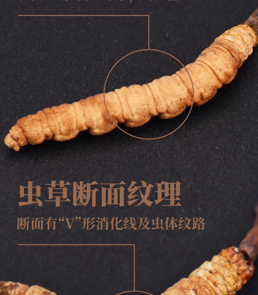冬虫夏草详情页_画板-1_07.jpg