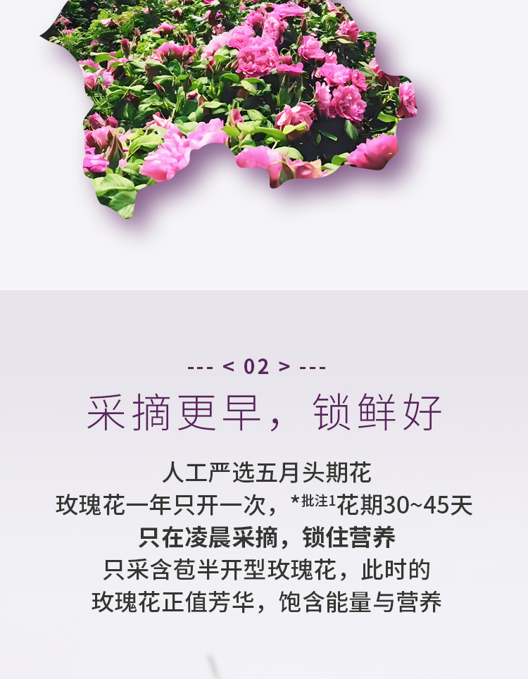玫瑰花详情_05.jpg