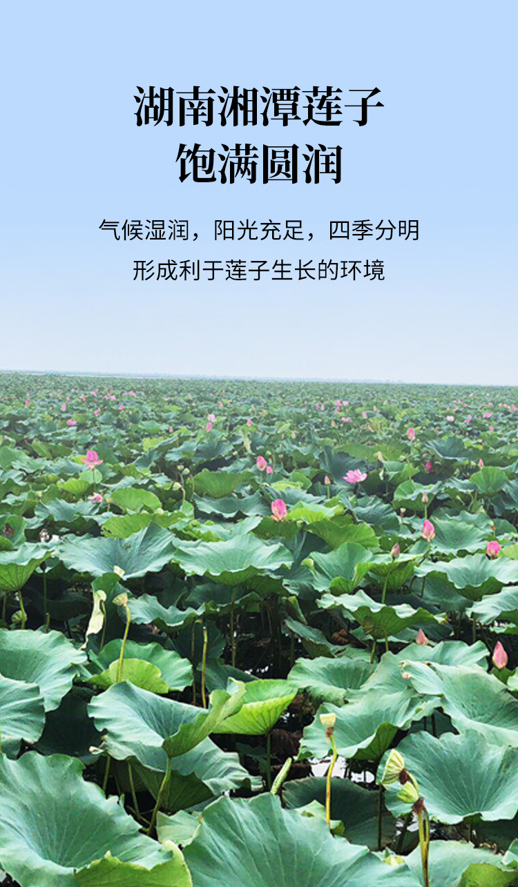 莲子详情页-20260115-_03.jpg