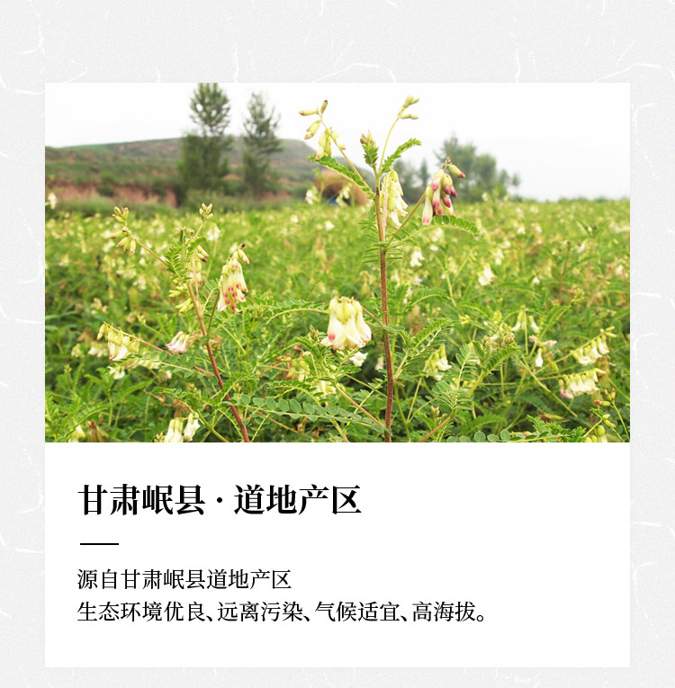黄芪-03.jpg