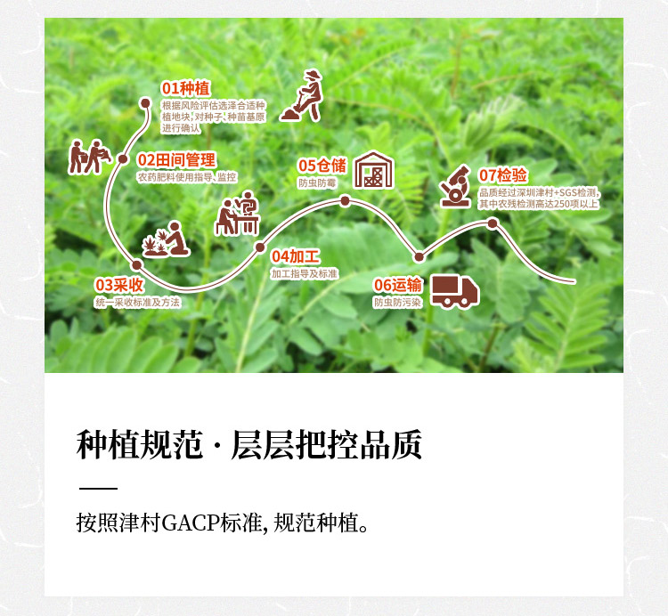黄芪-04.jpg