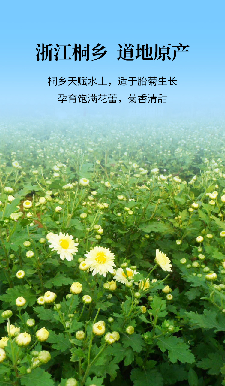 菊花详情页-05.jpg