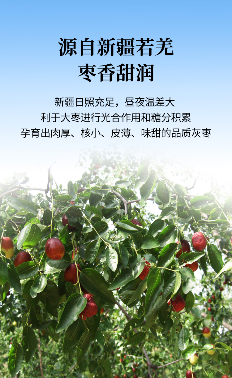 大枣_04.jpg