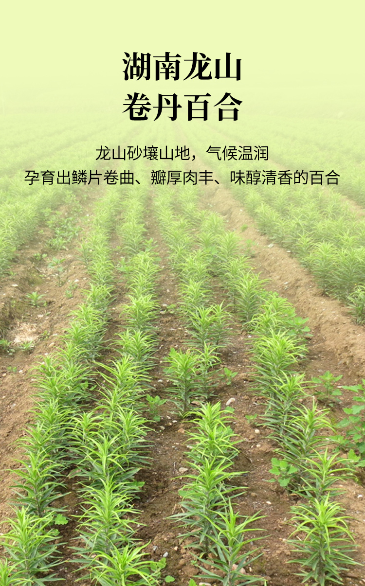 百合_03.jpg