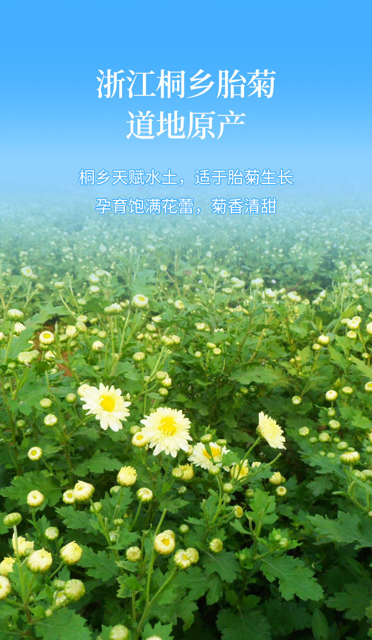 枸杞子菊花礼盒_09.jpg