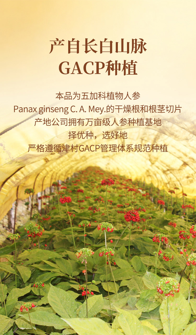人参片-04.jpg