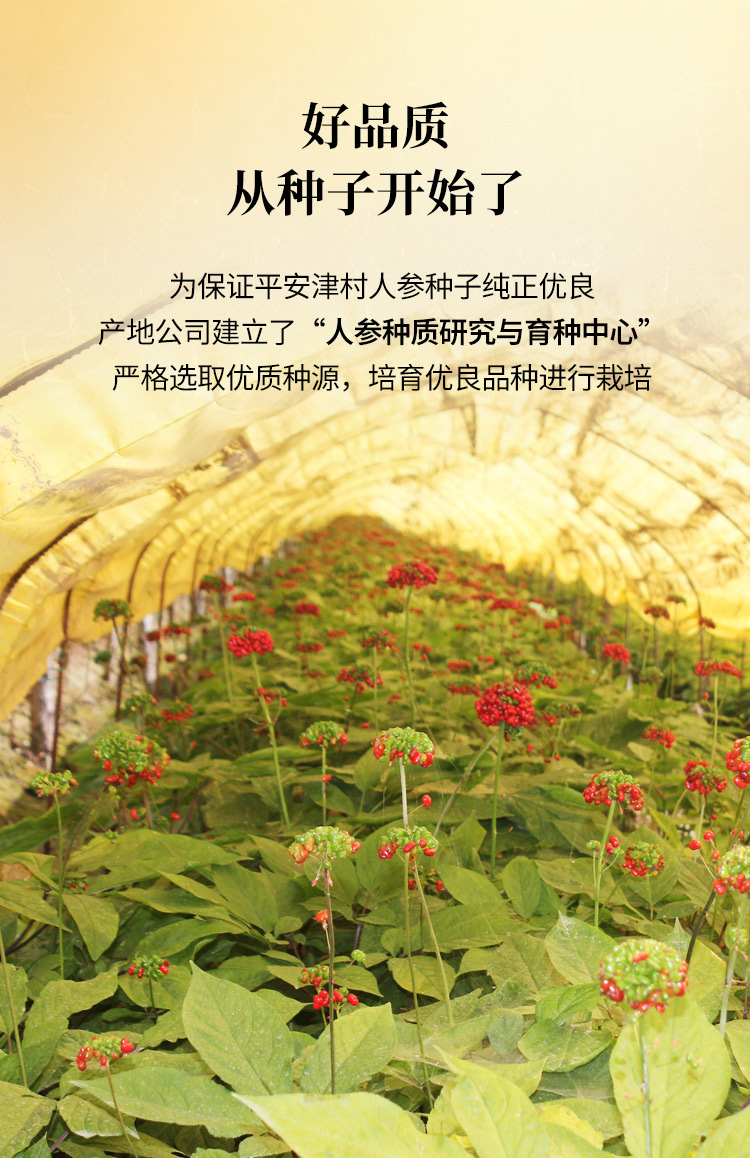 鲜人参（鸳鸯装）-03.jpg