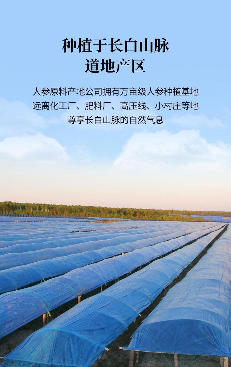 鲜人参（鸳鸯装）-04.jpg