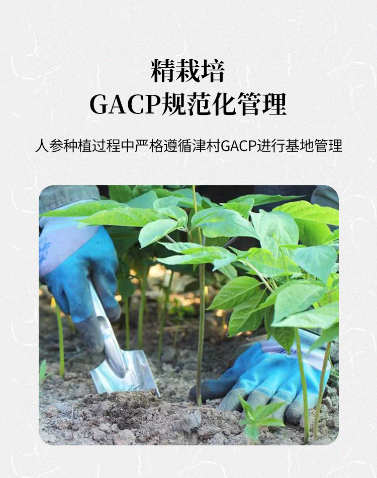鲜人参（鸳鸯装）-05.jpg