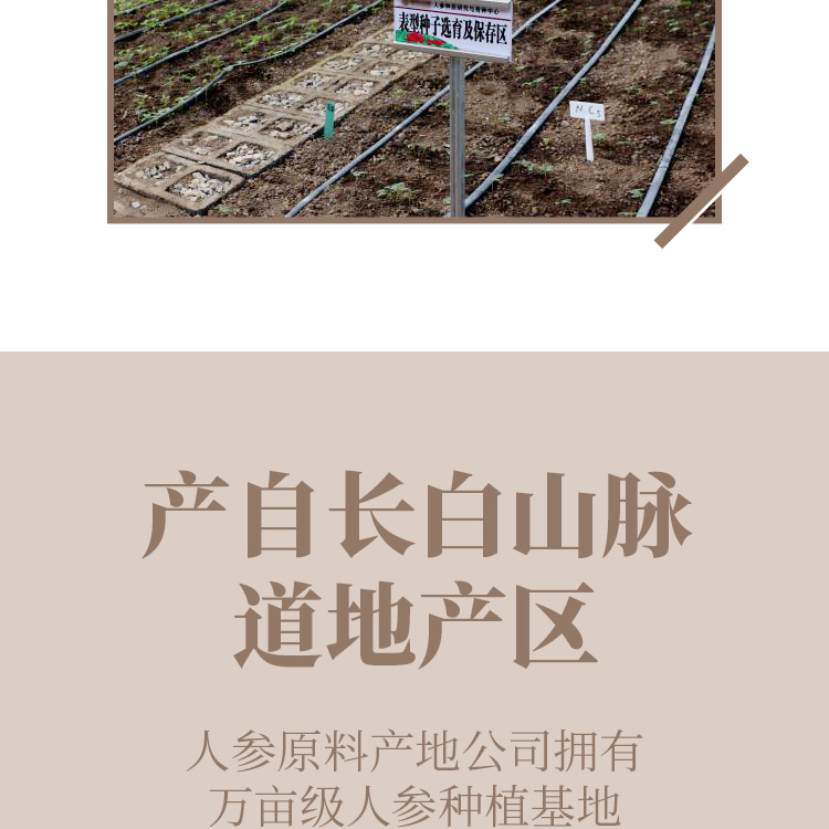 全须生晒人参礼盒50克详情页_04.jpg